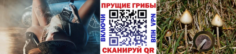 как найти закладки  ссылка на мегу как зайти  Псилоцибиновые грибы Psilocybine cubensis  Руза 